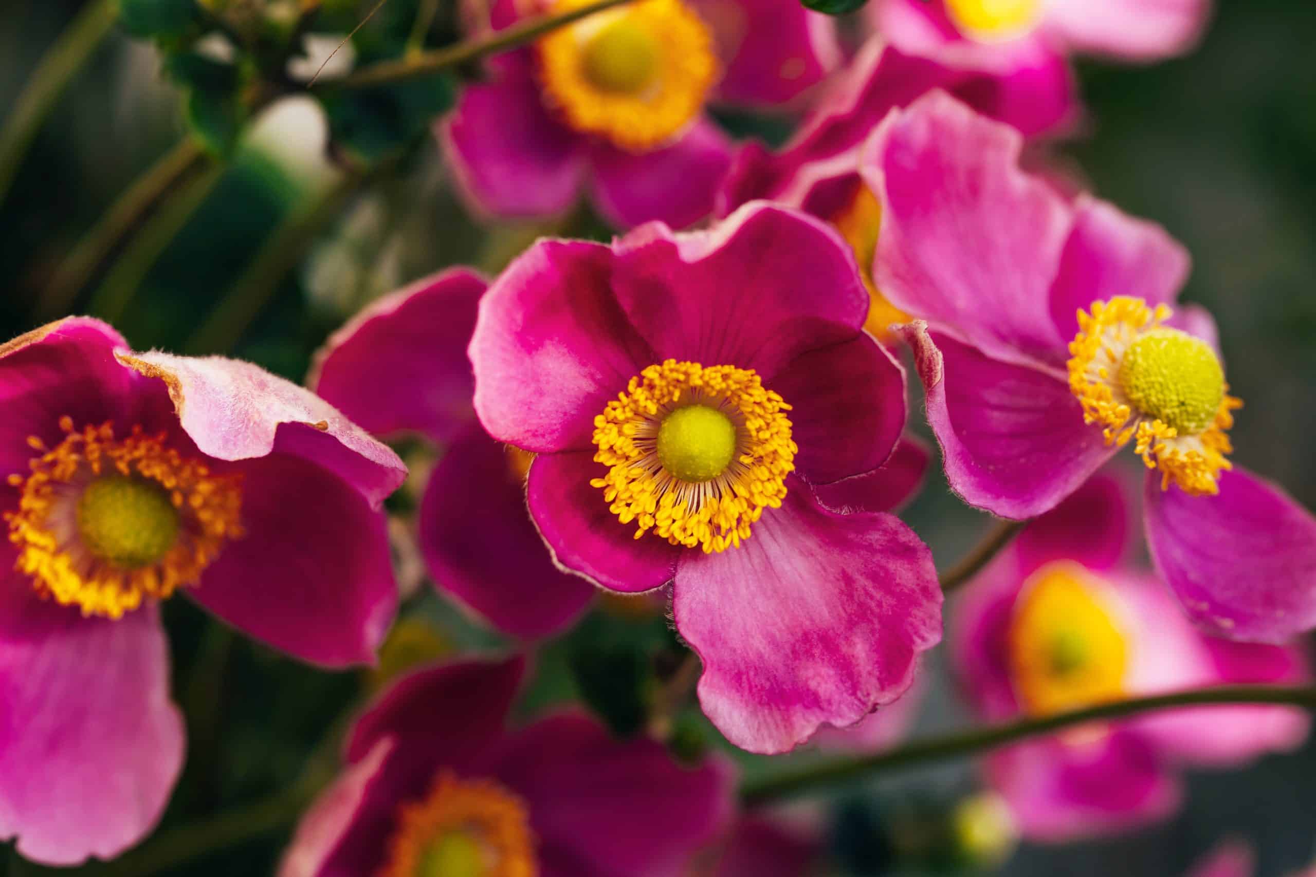 Les 9 meilleurs fleurs à planter en automne