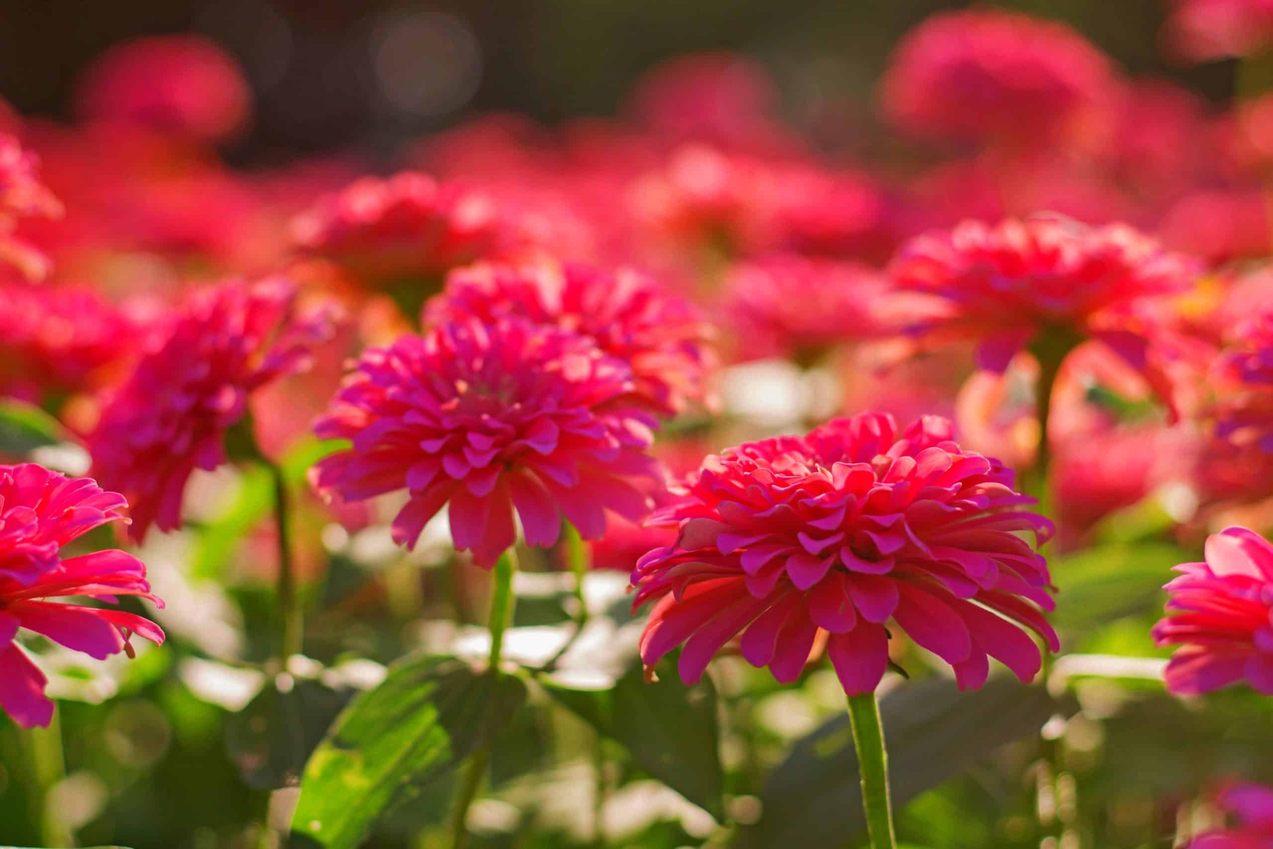gerberas de couleur rose.