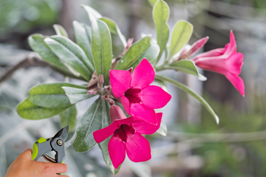 Comment protéger efficacement votre dipladenia en hiver pour maximiser