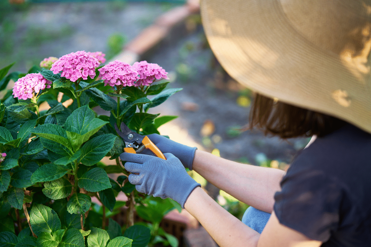 Bouturer dès maintenant vos rosiers en suivant ces étapes simples pour