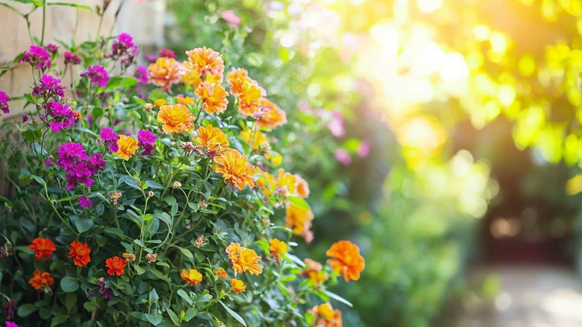 10 vivaces idéales pour fleurir sans effort les coins secs dès le mois de mai