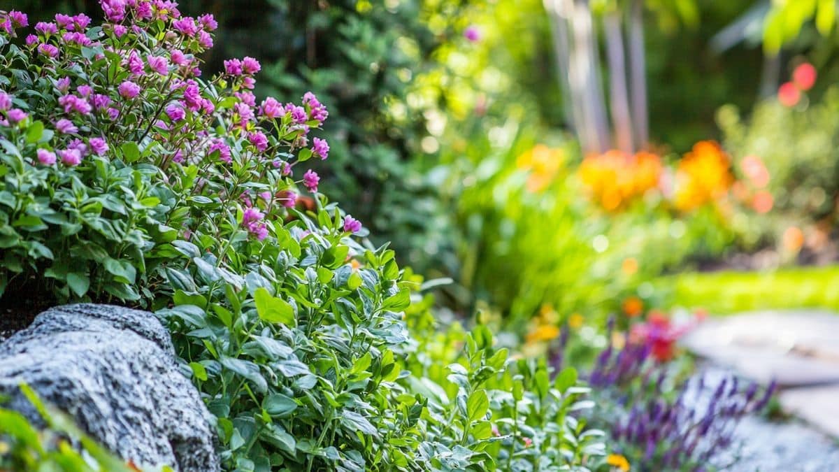 Elle pousse toute seule, parfume les plats et empĂȘche les mauvaises herbes de revenir