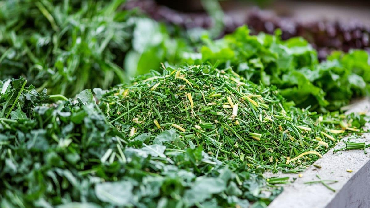 Je gardais l’herbe tondue pour la déchetterie… elle nourrit maintenant tout mon potager