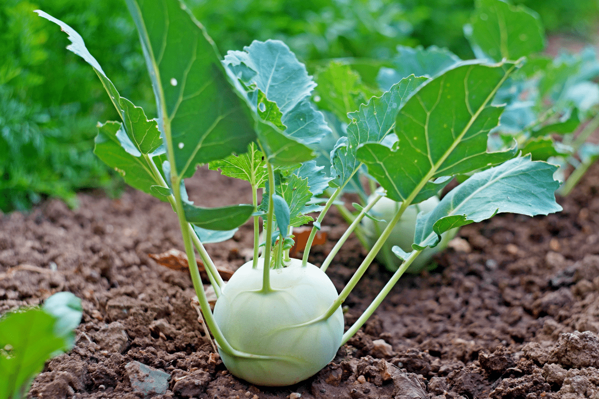 Le chou-rave ? On m’a dit que c’était ringard… mais au jardin, il fait des merveilles