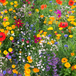 Un mélange de fleurs pour protéger… et décorer mon assiette ? Je signe tout de suite Un mélange de fleurs pour protéger… et décorer mon assiette ? Je signe tout de suite