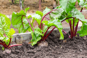 Des racines surprenantes face à la canicule