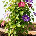 Clématite : plantation et entretien pour une floraison généreuse photo-48