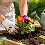 Pensée : plantation et entretien de cette fleur colorée du jardin photo-54