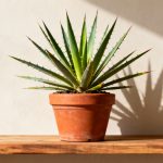 Yucca : plantation et entretien de cette plante d'intérieur résistante photo-58